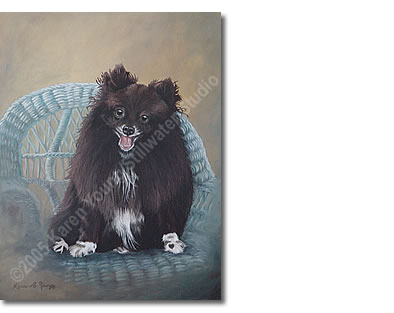Cocoa (Pomeranian)